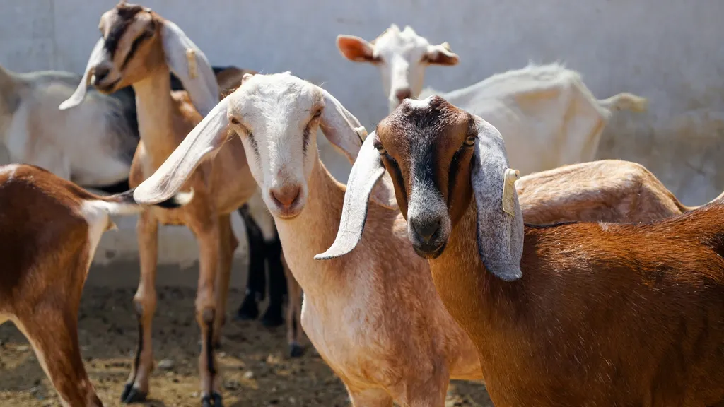 New goat farms to be sited at least 500 meters from homes, schools and care facilities